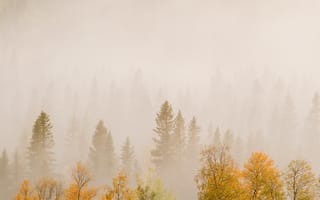 Картинка лес, осень, туман, природа, деревья, пейзаж, мгла