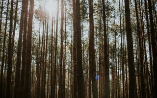 Картинка лес, деревья, природа, солнце, освещение, пейзаж, осень