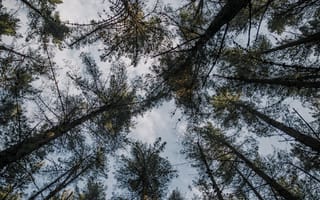 Картинка лес, деревья, небо, природа, пейзаж, отдых, экология