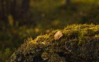 Картинка природа, мох, осень, листья, лес, фотография, пейзаж