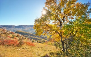 Картинка осень, природа, пейзаж, дерево, горы, солнце, цвета