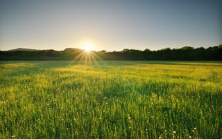 Картинка пейзаж, поле, солнце, природа, зелень, рассвет, лето