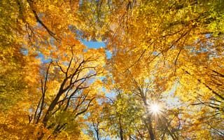 Картинка осень, деревья, листья, солнце, природа, пейзаж, небо