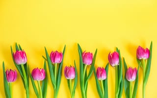 Картинка тюльпаны, цветы, жёлтый, природа, весна, декор, фоновое изображение