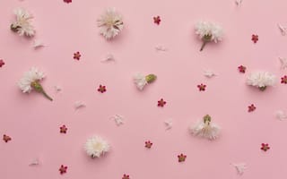 Картинка цветы, розовый, фоновое изображение, природа, декор, лето, красота