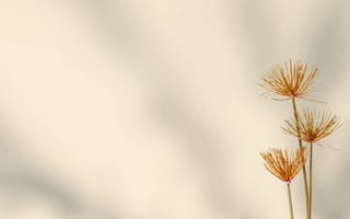 Картинка цветы, природа, обои, минимализм, фоны, естественный, декор