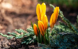 Картинка цветы, крокусы, желтые, природа, весна, растения, ландшафт