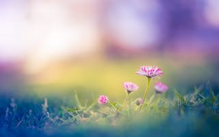 Картинка цветы, природа, пейзаж, зелень, весна, красота, мягкий свет