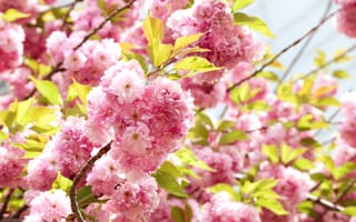 Картинка цветы, вишня, розовый, природа, весна, дерево, листья