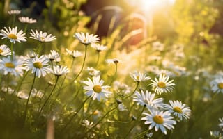 Картинка ромашки, природа, свет, лето, цветы, зелень, пейзаж