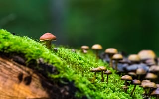 Картинка грибы, мох, природа, лес, фото, обои, растения