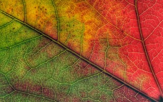 Картинка лист, осень, природа, цвета, макро, текстура, растение
