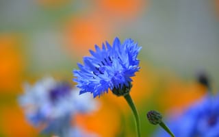 Картинка цветы, синий, природа, лето, красота, фотография, обои