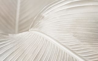 Картинка листья, природа, текстура, белый, минимализм, обои, декор