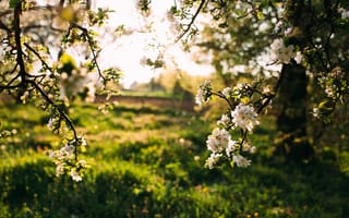 Картинка цветы, природа, весна, деревья, свет, пейзаж, зелень