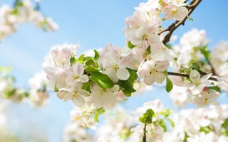 Картинка цветы, весна, яблоня, природа, пейзаж, небо, красота