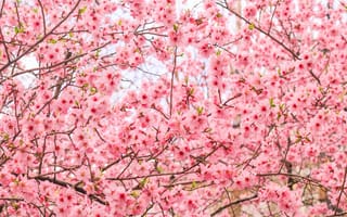 Картинка цветы, вишня, розовый, природа, весна, красота, пейзаж