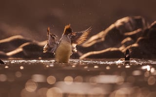 Картинка птица, водоем, природа, крылья, плавание, закат, фото