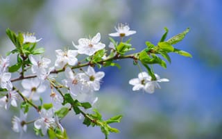 Картинка цветы, природа, весна, белый, ветка, зелень, красота