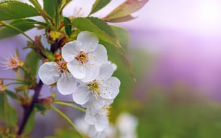 Картинка цветы, вишня, природа, красота, весна, фото, обои