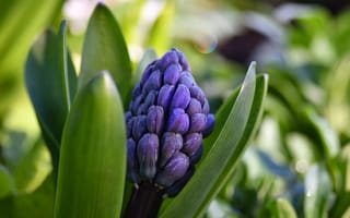 Картинка цветок, гиацинт, природа, растение, фиолетовый, листья, сад