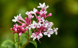 Картинка цветы, природа, розовый, красота, растения, лето, фото