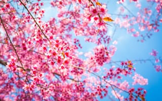 Картинка цветы, вишня, природа, весна, розовый, небо, пейзаж