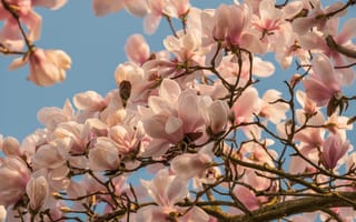 Картинка магнолия, цветы, природа, весна, дерево, пейзаж, небо
