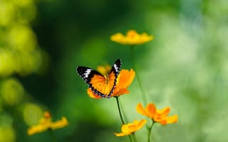 Картинка бабочка, цветы, природа, лето, яркие цвета, красота, фото