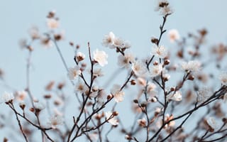 Картинка цветы, природа, весна, дерево, белый, пейзаж, красота