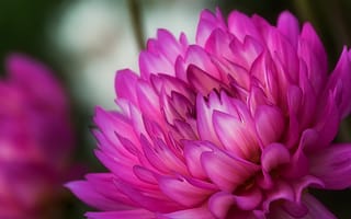 Картинка цветы, розовый, природа, красота, макро, растения, фото