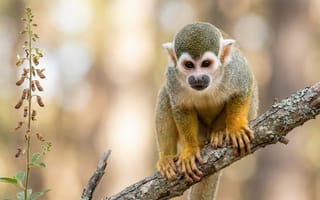Картинка обезьяна, природа, животные, лес, ветка, фотография, дикие животные