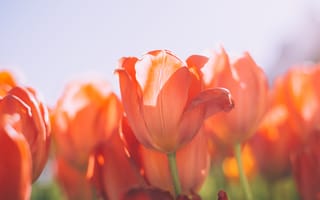 Картинка цветы, тюльпаны, оранжевый, природа, весна, красота, фото