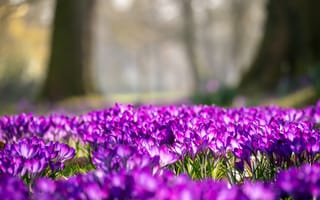 Картинка цветы, крокусы, природа, пейзаж, весна, фиолетовый, сад