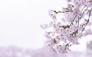 Картинка цветы, вишня, природа, весна, пейзаж, розовый, красота