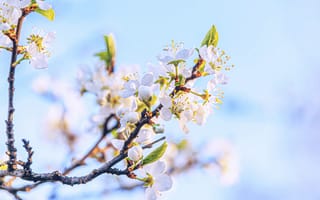 Картинка цветы, весна, природа, белый, дерево, небо, красота