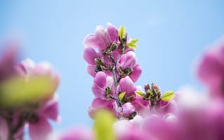 Картинка цветы, магнолия, природа, весна, розовый, небо, растения