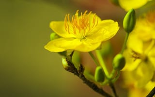 Картинка цветы, желтый, природа, растения, красота, макро, фотография