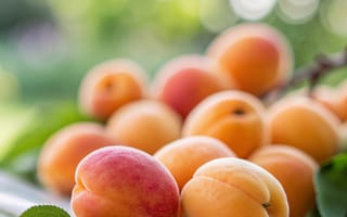 Картинка абрикосы, фрукты, лето, природа, еда, свежесть, зелень