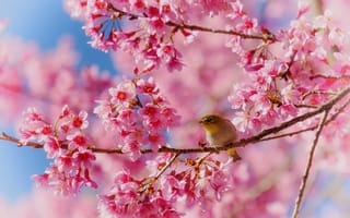 Картинка птица, цветы, вишня, природа, весна, красота, фото