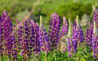Картинка цветы, люпины, природа, пейзаж, фиолетовый, лето, зелень