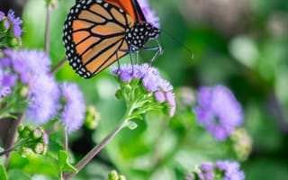 Картинка бабочка, цветы, природа, монарх, фото, красота, зелень