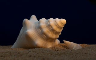 Картинка ракушка, море, песок, природа, океан, красота, фотография