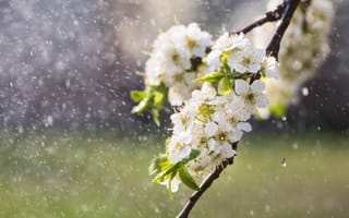 Картинка цветы, вода, природа, весна, белый, красота, фотография