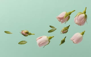 Картинка цветы, розы, фото, обои, природа, естественный, декор