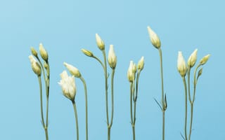 Картинка цветы, белые, флора, природа, фоновое, обои, растения