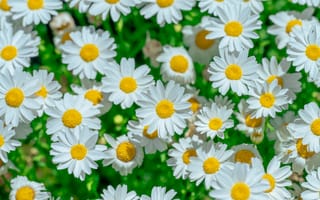 Картинка цветы, ромашки, природа, лето, зелень, красота, фотография