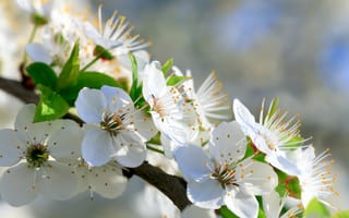 Картинка цветы, весна, природа, белый, дерево, красота, пейзаж