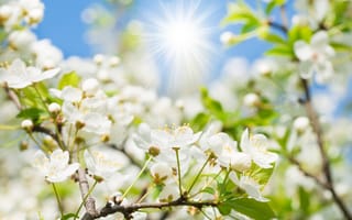 Картинка цветы, весна, природа, солнце, белый, дерево, пейзаж