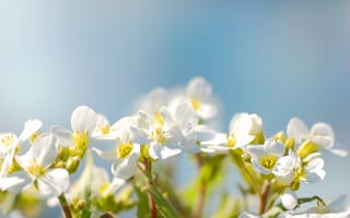 Картинка цветы, природа, белые, фото, обои, лето, красота